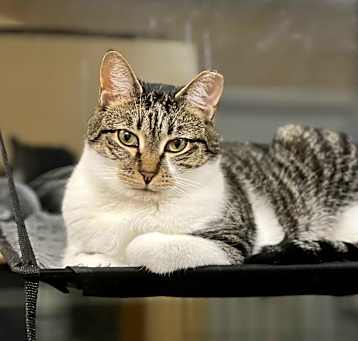 Photo of Bodhi