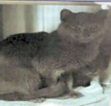 Photo of Shoney