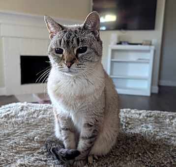 Photo of Snowball
