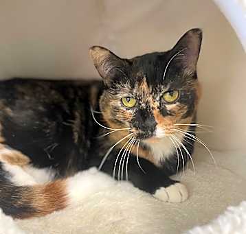 Photo of Mango *Adoption Sponsored*