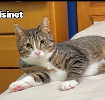 Photo of Raisinet
