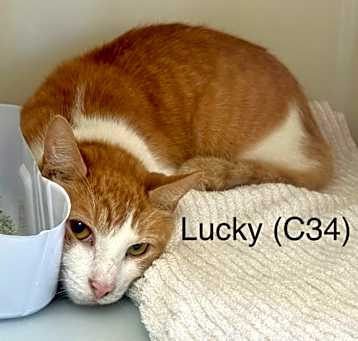 Photo of Lucky (C34)