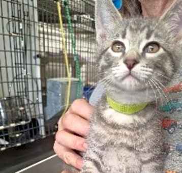 Photo of Echo (green collar)