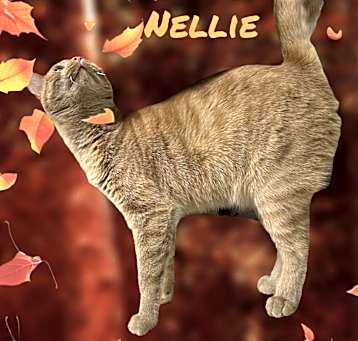 Photo of Nellie
