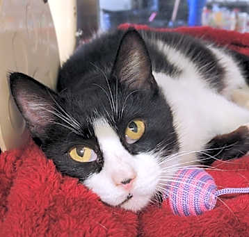 Photo of Sibley