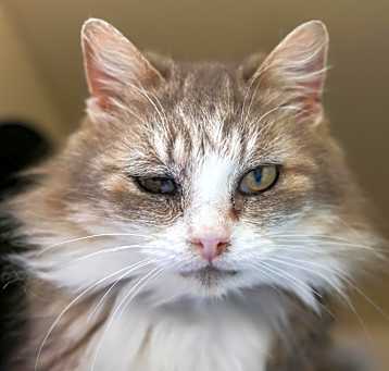 Photo of Blanche