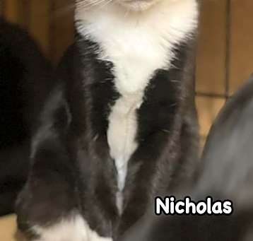 Photo of Nicholas and elf