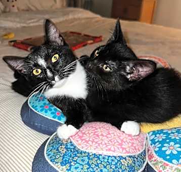 Photo of Koda/Kalea