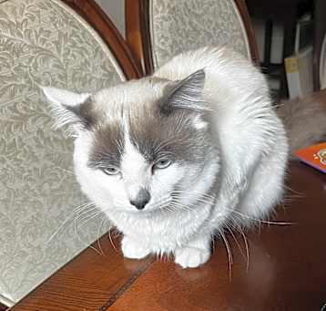 Photo of Chai