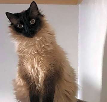 Photo of Pookha