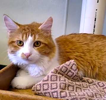 Photo of Diablo