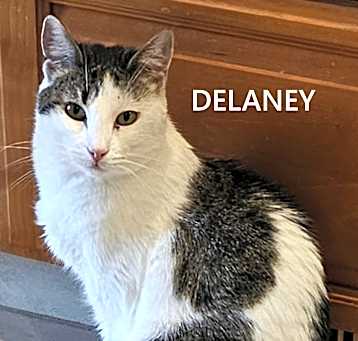 Photo of Delaney