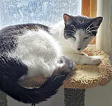 Photo of Neville