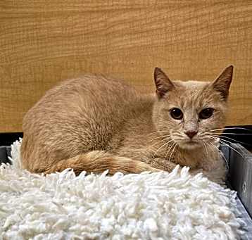 Photo of Willow