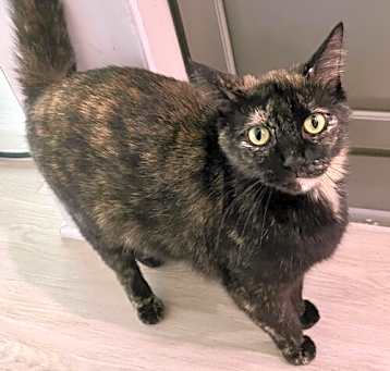 Photo of Oleander