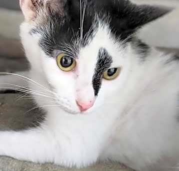 Photo of Gypsy
