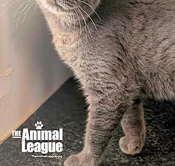 Photo of Nermal