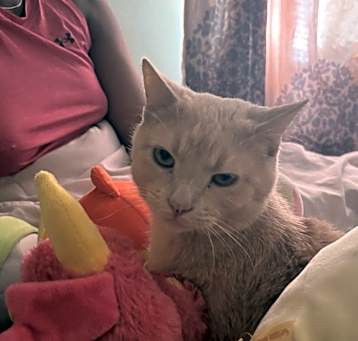 Photo of Peaches