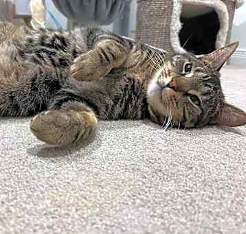 Photo of Cookie