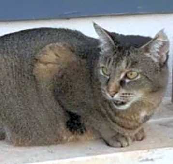 Photo of Pixie - Lovable Exotic Grump