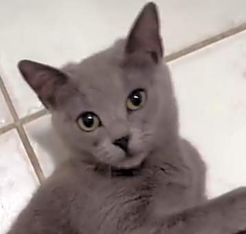 Photo of Mei Mei