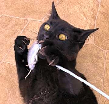 Photo of Tux