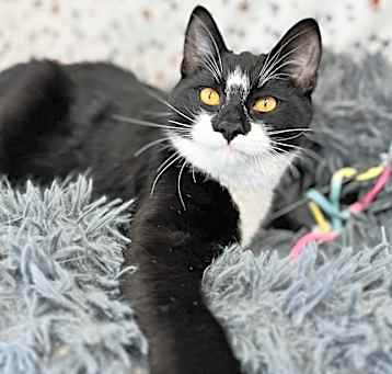 Photo of Sirius