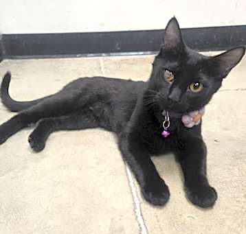 Photo of Bibi