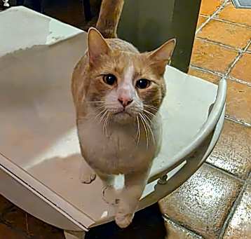 Photo of Bandit