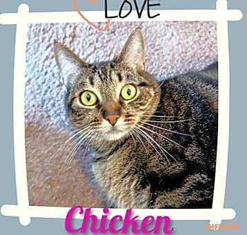 Photo of Chicken