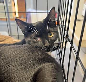 Photo of 109-Cannoli - in foster - bonded with her sister Tootsie