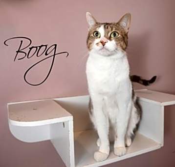 Photo of Boog(Bonded with Zakk)