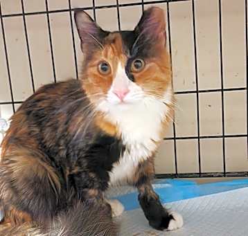 Photo of Kairi