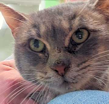 Photo of 25-041/ Calypso