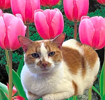 Photo of Tulip