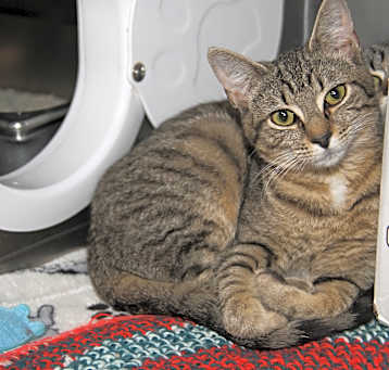 Photo of Marcia (Spayed)