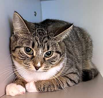 Photo of Basil - At Petsmart