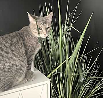 Photo of Gandalf