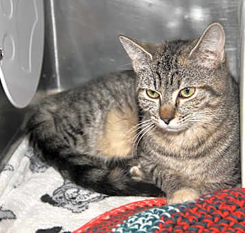 Photo of Cherry (Spayed)