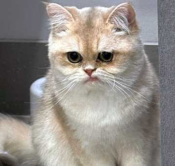 Photo of Herbert