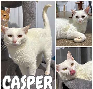 Photo of Casper