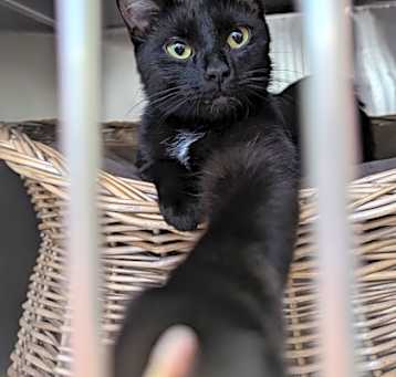 Photo of Shadow