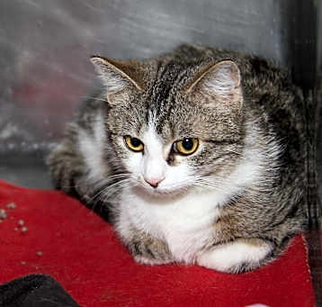 Photo of Etch A Sketch (Spayed)
