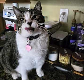 Photo of Bella