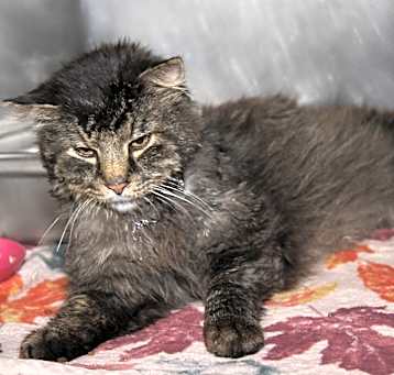Photo of Creed (Neutered)