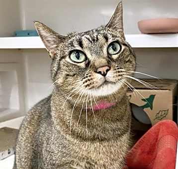 Photo of DORA