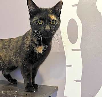 Photo of BINDI