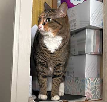 Photo of Mochi