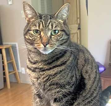 Photo of Pearl