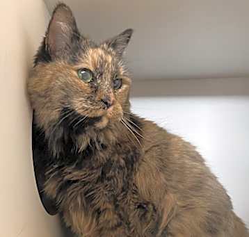 Photo of Kit Kat